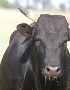 Bull with Horns Closeup