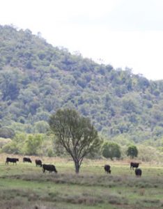 Grazing Cows Near Hills